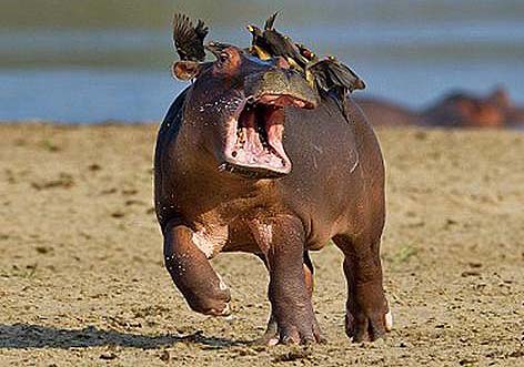 El bebé hipopótamo asustado