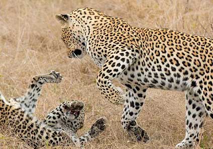 El guepardo reprende a su hijo