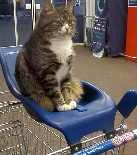 Un gato que toma supermercado como su casa