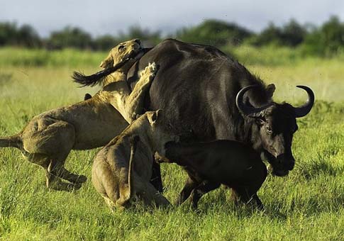 Bisonte pelea contra leones para salvar su bebé