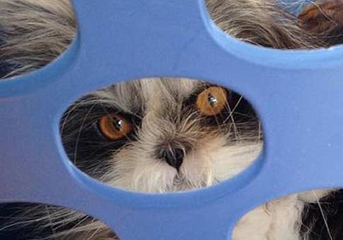 El gato popular por internet con su aterradora mirada
