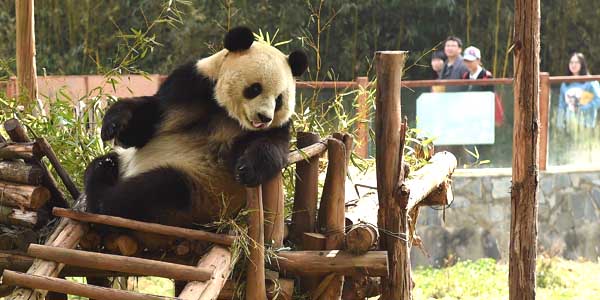 Animales en Zoológico en Yunnan