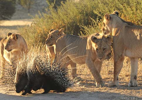 Enfrentamiento entre puercoespín y leones