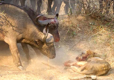León muerte por pelea contra búfalos cafres