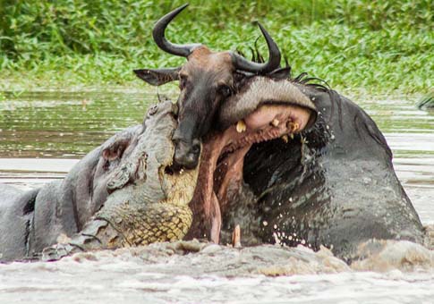 Pelea entre ñu, hipopótamo y cocodrilo
