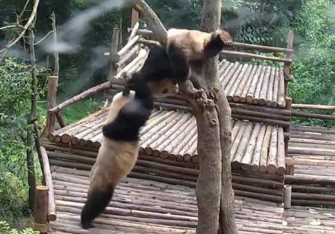 Los bebés pandas jugando juntos