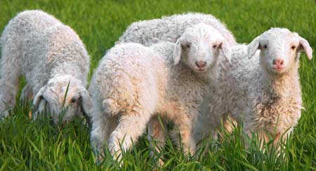 ¿Qué fue primero, la oveja o la cabra? Arqueólogos chinos saben cuál se domesticó antes