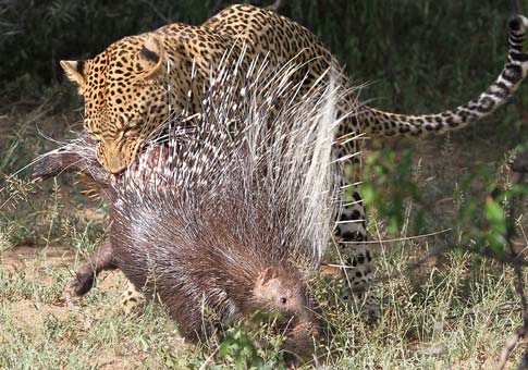 Pelea entre puercoespín y leopardo