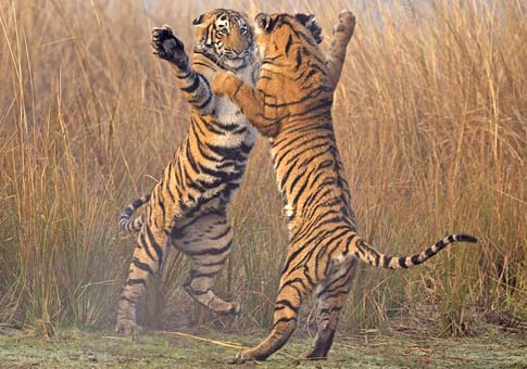¿Tigres bailando?