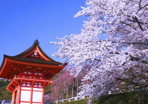 Las hermosas flores del cerezo japonés