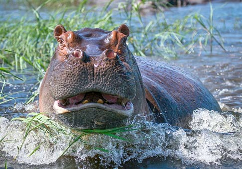 Hipopótamo enojado