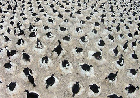 Más de 5000 cormoranes ponen huevos juntos