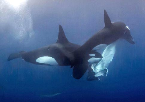 Dos orcas matan un bebé de yubarta