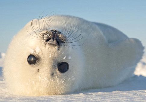 Fotos de cría de foca