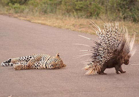Puercoespín VS leopardo