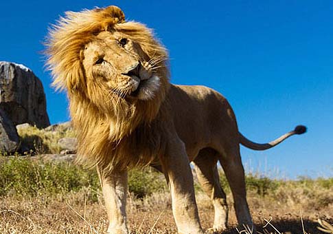 El reino de animal en Africa