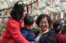 Flor de cerezo en un parque en Jinan