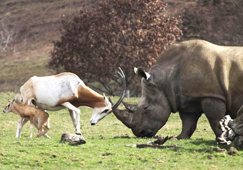 Antílope mamá pelea contra rinoceronte para proteger su cachorro