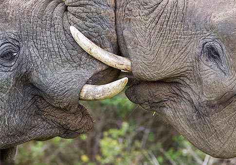 El amor entre elefantes