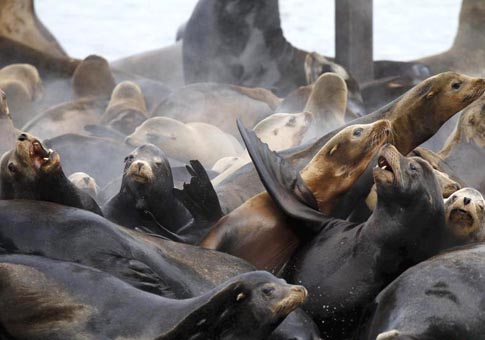 Miles leones marinos ocupan muelle para tomar el sol