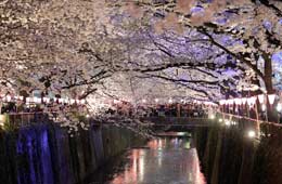Los cerezos florecen en Tokio