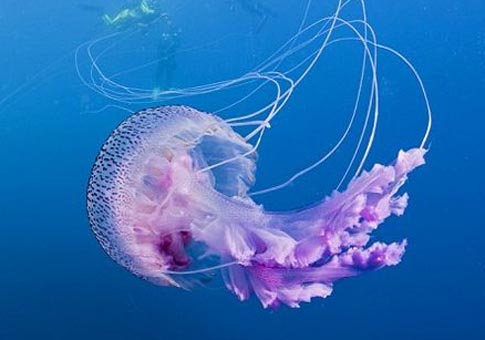 Medusas purpúreas fotografiadas en mar profundo