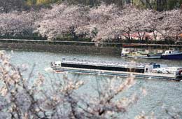Flor de cerezo en Osaka