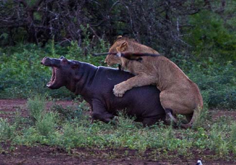 león tuvo que huir de madre hipopótamo
