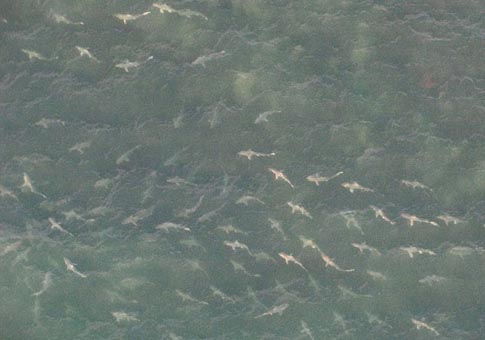 Miles de tiburones en mar