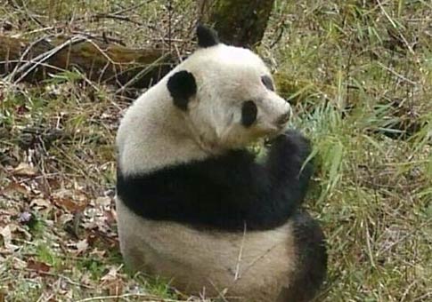 Oso panda salvaje aparece en pueblo