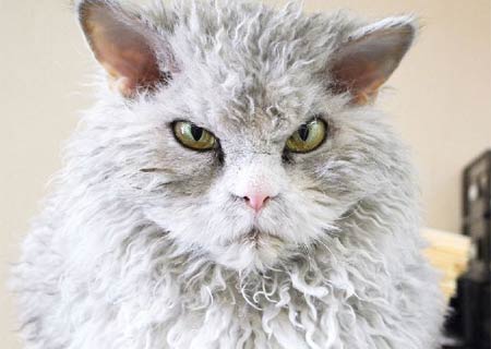 Gato con aspecto de enojo