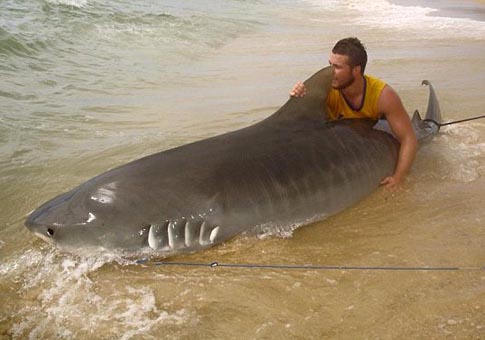 Tiburón de 4 metros fue capturado por un joven de 19 años