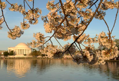 EEUU: Bello paisaje de flores de cerezo en Washington D.C.