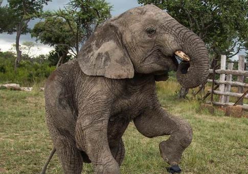 Elefantes graciosos en parque natural en Zimbabue
