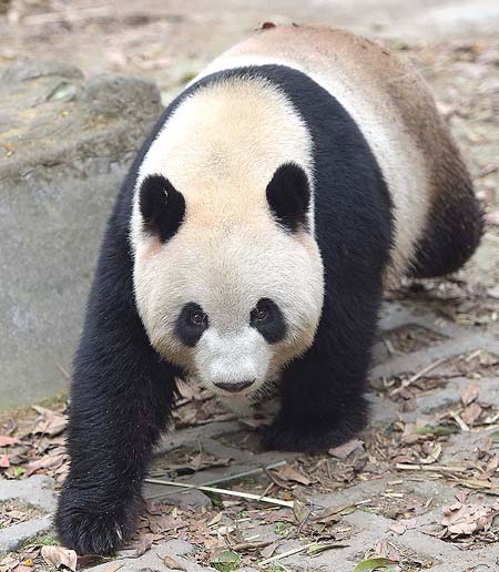 Crece población de osos panda en suroeste de China