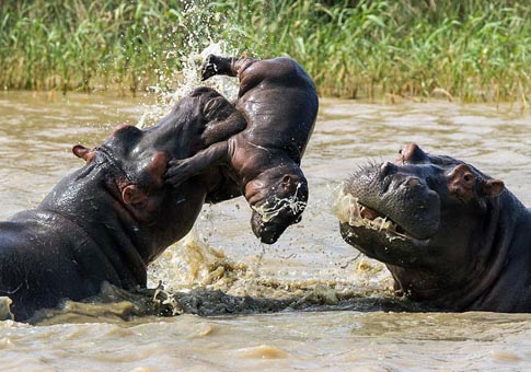 Un cachorro muere en la pelea de dos hipopótamos adultos