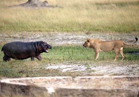 Pelea entre hipopótamo y leones