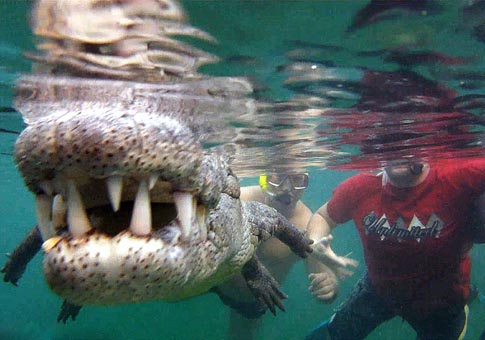 Unos australianos nadan con cocodrilo