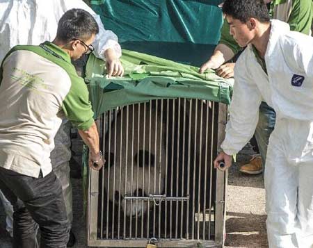 Llega nueva pareja de pandas a Macao