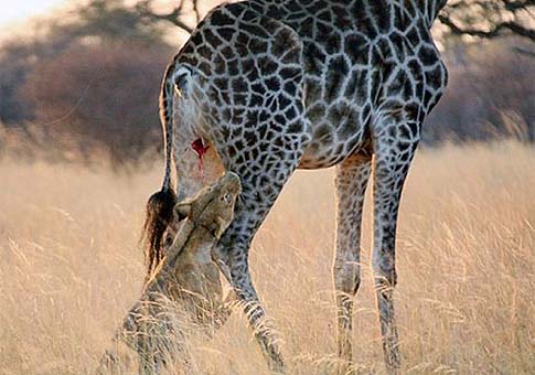 Animales en combate: jirafa VS leona