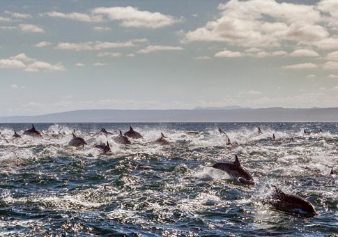Miles de delfines cazando juntos