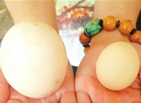 Gallina pone huevo gigante en China
