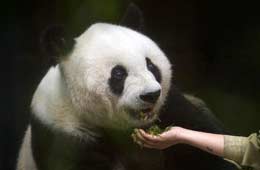 Basi, el panda gigante más antiguo que vive en China continental