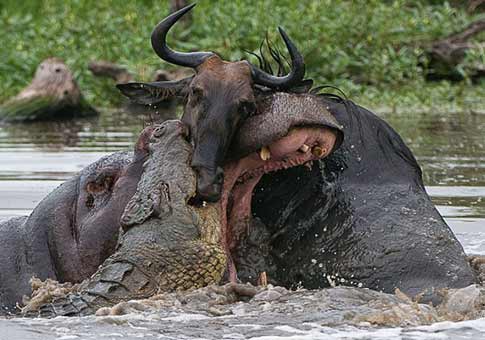 Pelea entre cocodrilo e hipopótamo por ñu