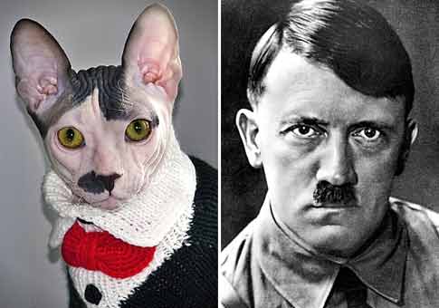 Un gato de Rusia parece a Adolf Hitler