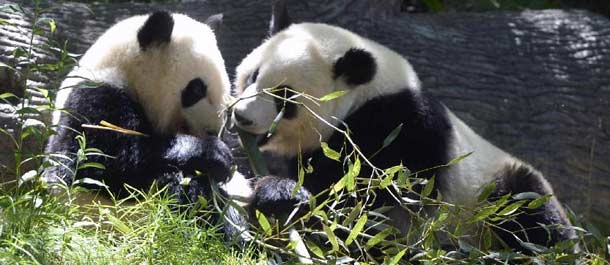Mei Lun y Mei Huan, gemelas de oso panda gigante en el zoológico de Atlanta
