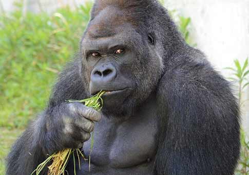 Gorila más grapo de Japón