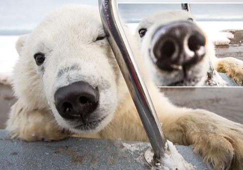 Fotos de cachorro de oso polar