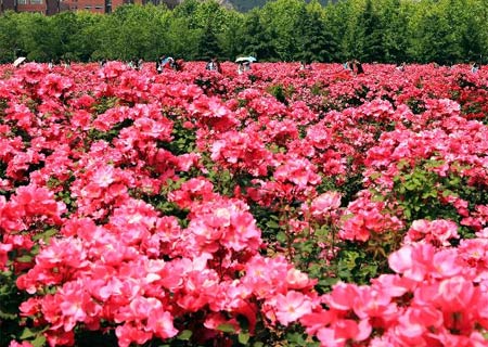 Rosas chinas en plena floración
