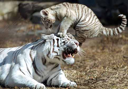 Tigresa blanca mamá enojada con su hijo